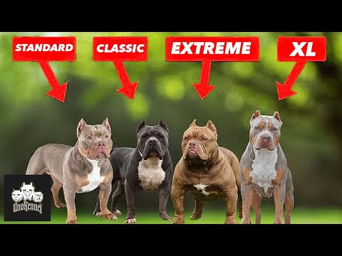 American Bully: Características, Cuidados y Temperamento de esta Raza Única