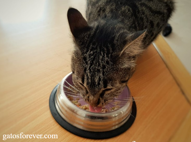 Comida para gatos: Â¿CuÃ¡l es el mejor alimento para tu gato?