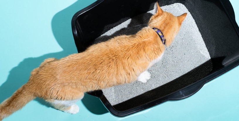 Arenero para gatos 🐾 10 consejos para un uso adecuado de la caja de arena