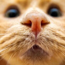 Olfato de los gatos - ¿Tienen mejor olfato que los perros, qué perciben los gatos en las personas u otros animales?