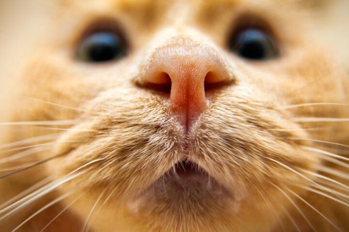 Olfato de los gatos – ¿Tienen mejor olfato que los perros, qué perciben los gatos en las personas u otros animales?