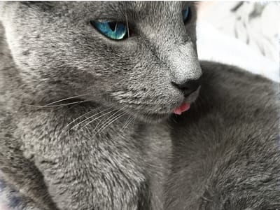 gato-azul-de-rusia-ojos-azules