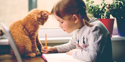 5 razas de gatos aptas para niños