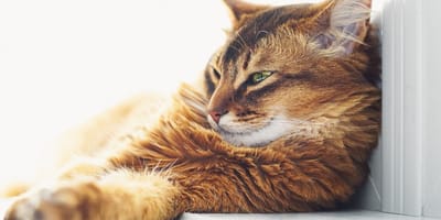 10 razas de gatos inteligentes (fotos)