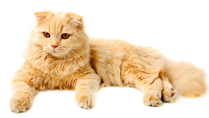 Highland cat: toda la información sobre las variedades Fold y Straight de la raza